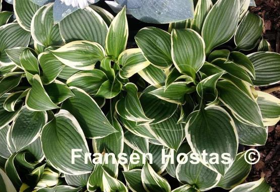 Hosta Tara